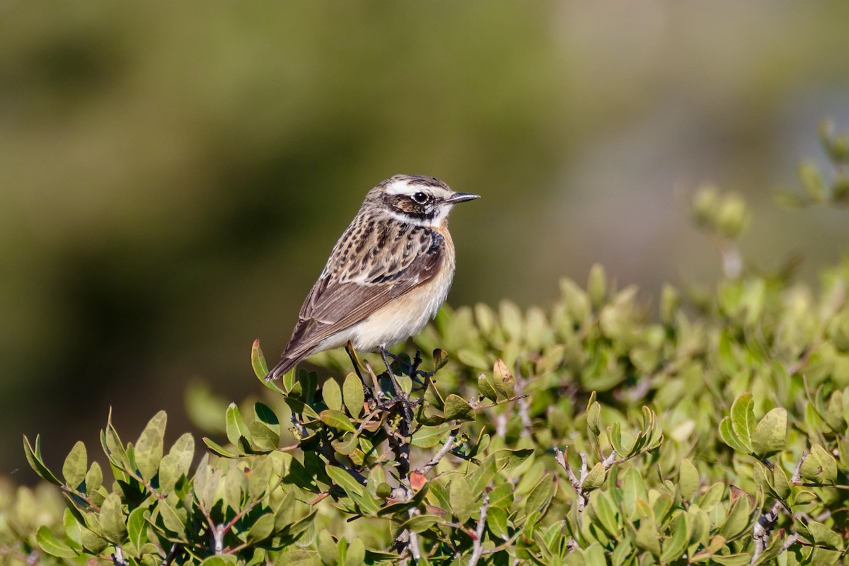 Whinchat - ML623190336