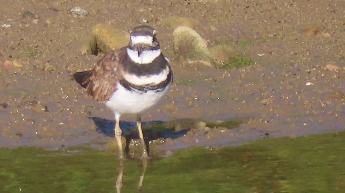 Killdeer - ML623190361