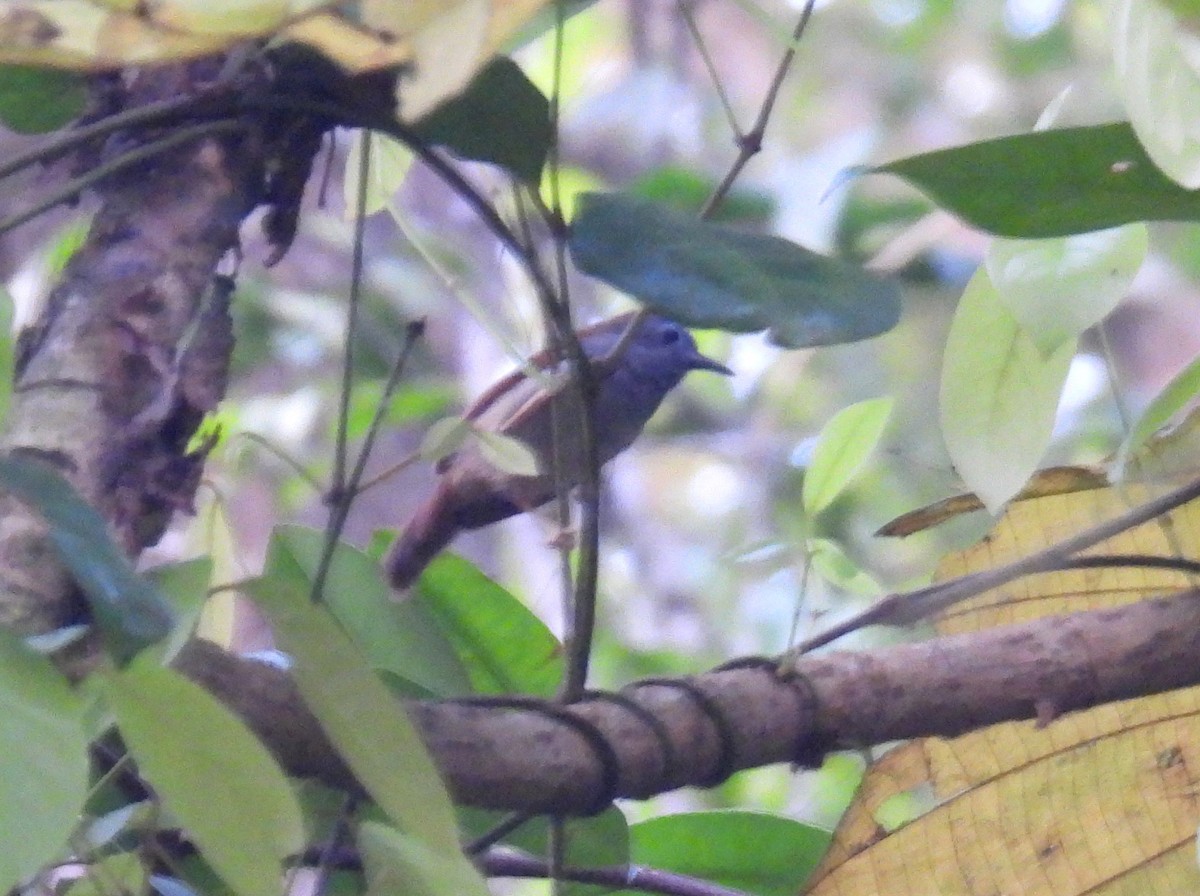 Chestnut-winged Babbler - ML623190366