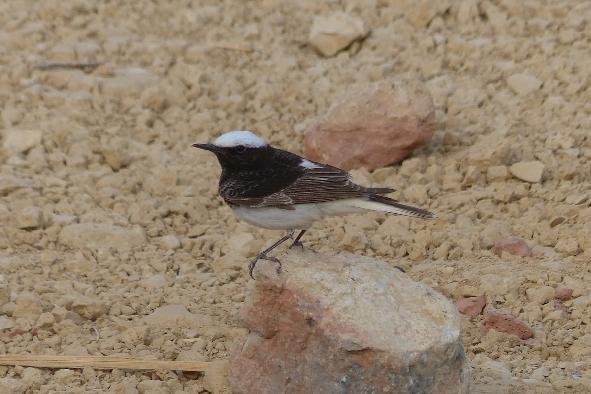 Hooded Wheatear - ML623190367