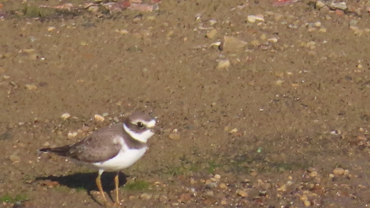 Semipalmated Plover - Gregory Allen