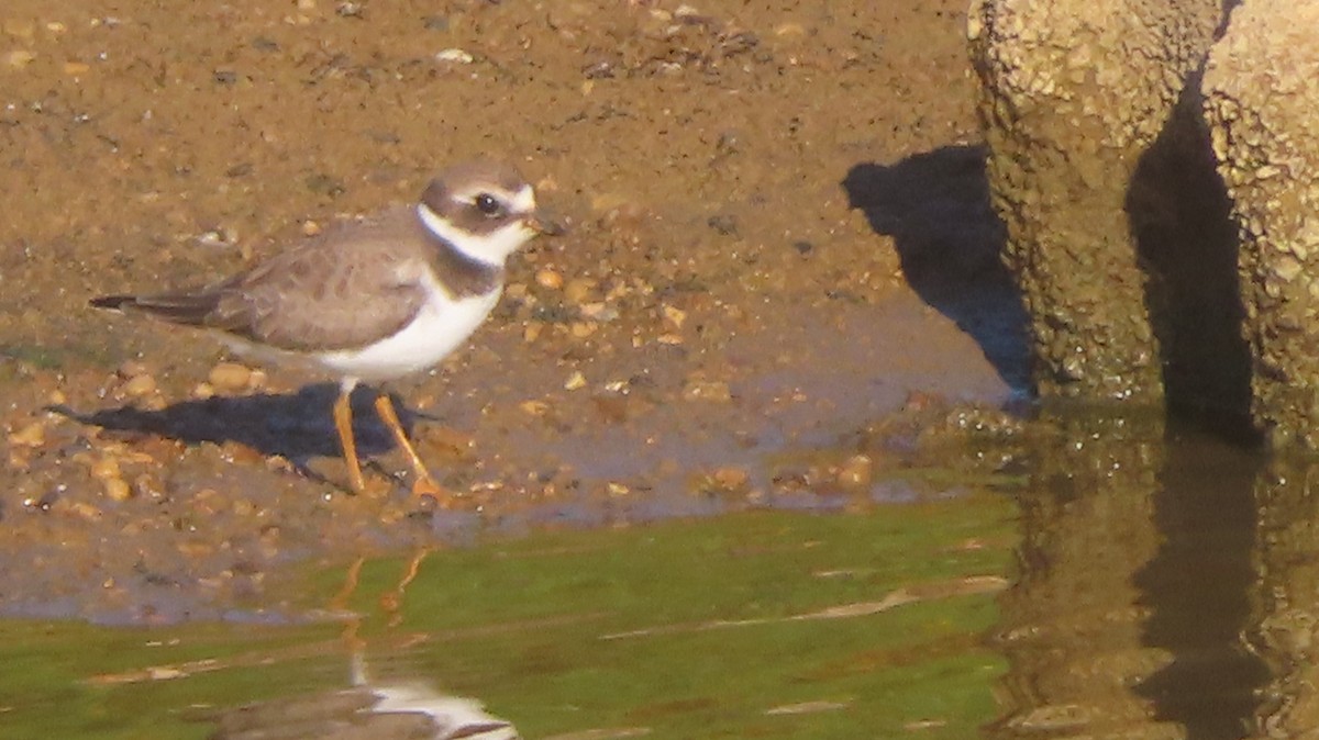 Semipalmated Plover - ML623190390