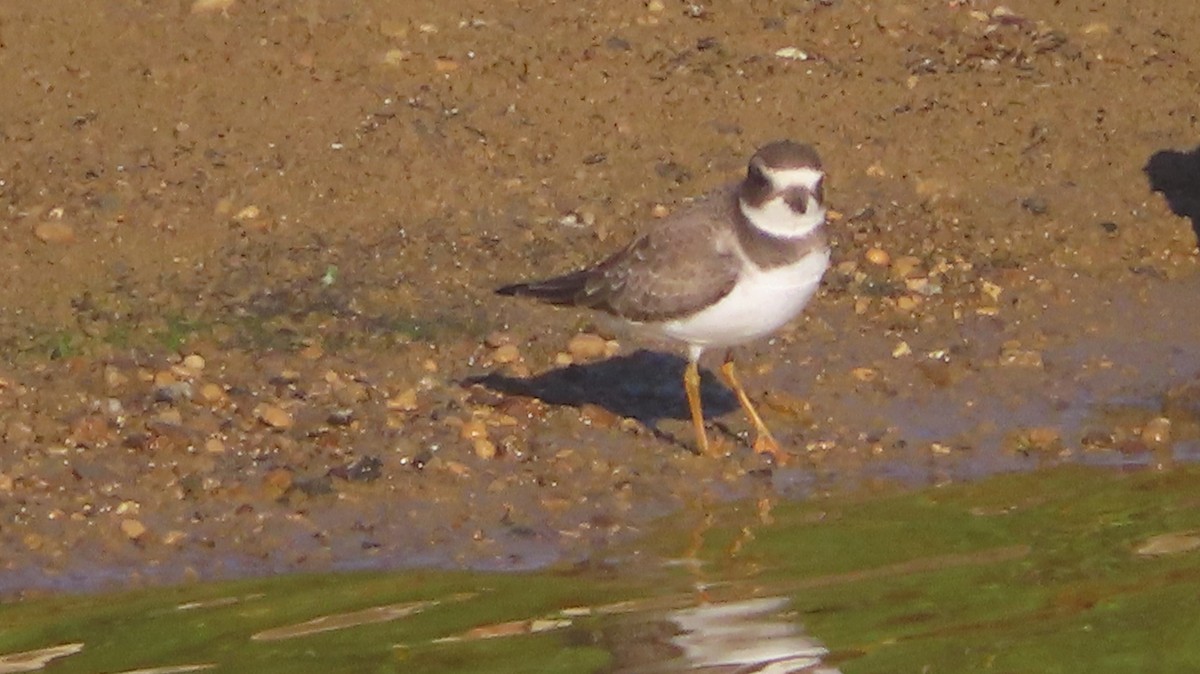 Semipalmated Plover - ML623190397