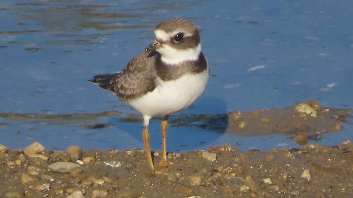 Semipalmated Plover - ML623190411