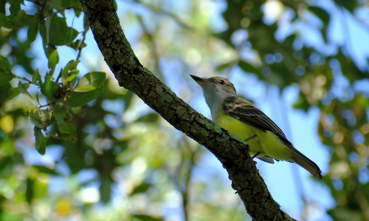 Great Crested Flycatcher - ML623190516