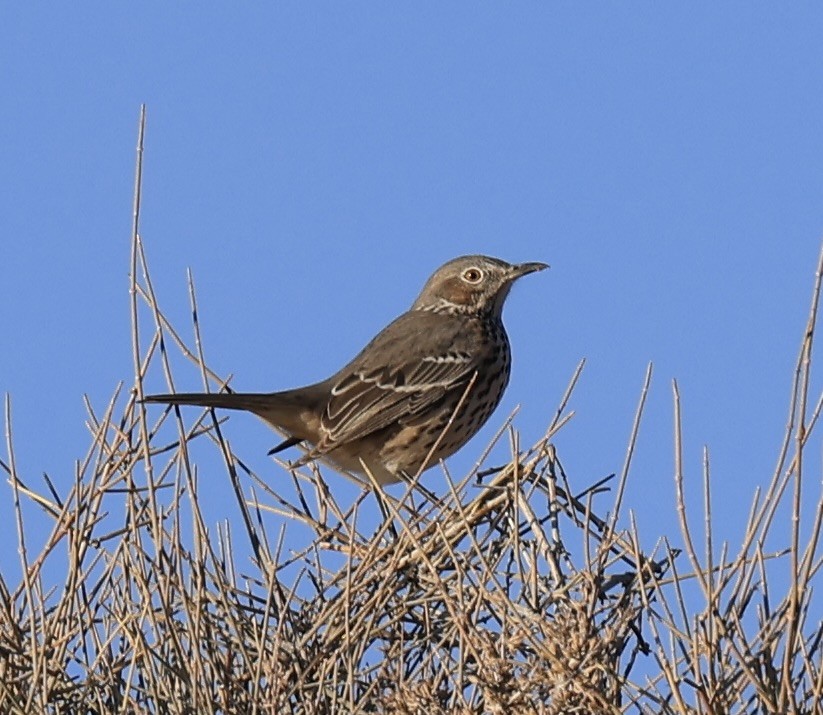 Sage Thrasher - ML623190536