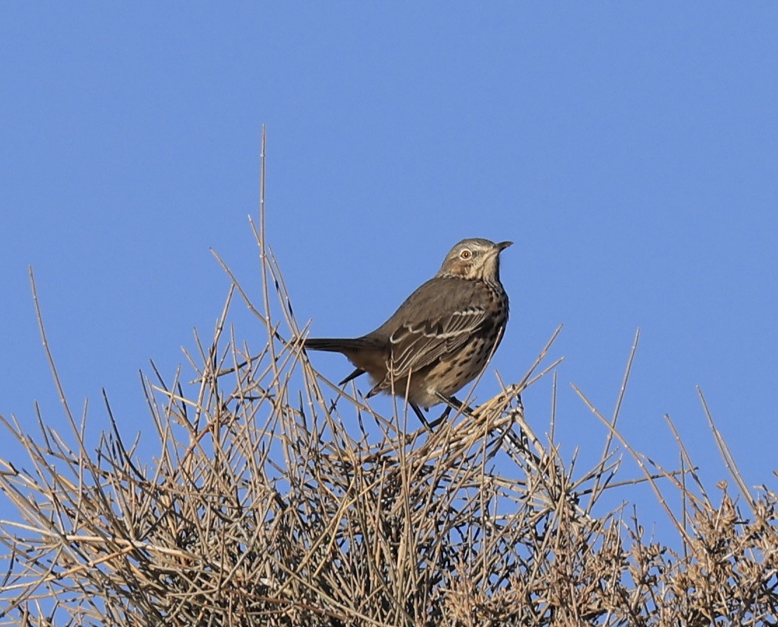 Sage Thrasher - ML623190538