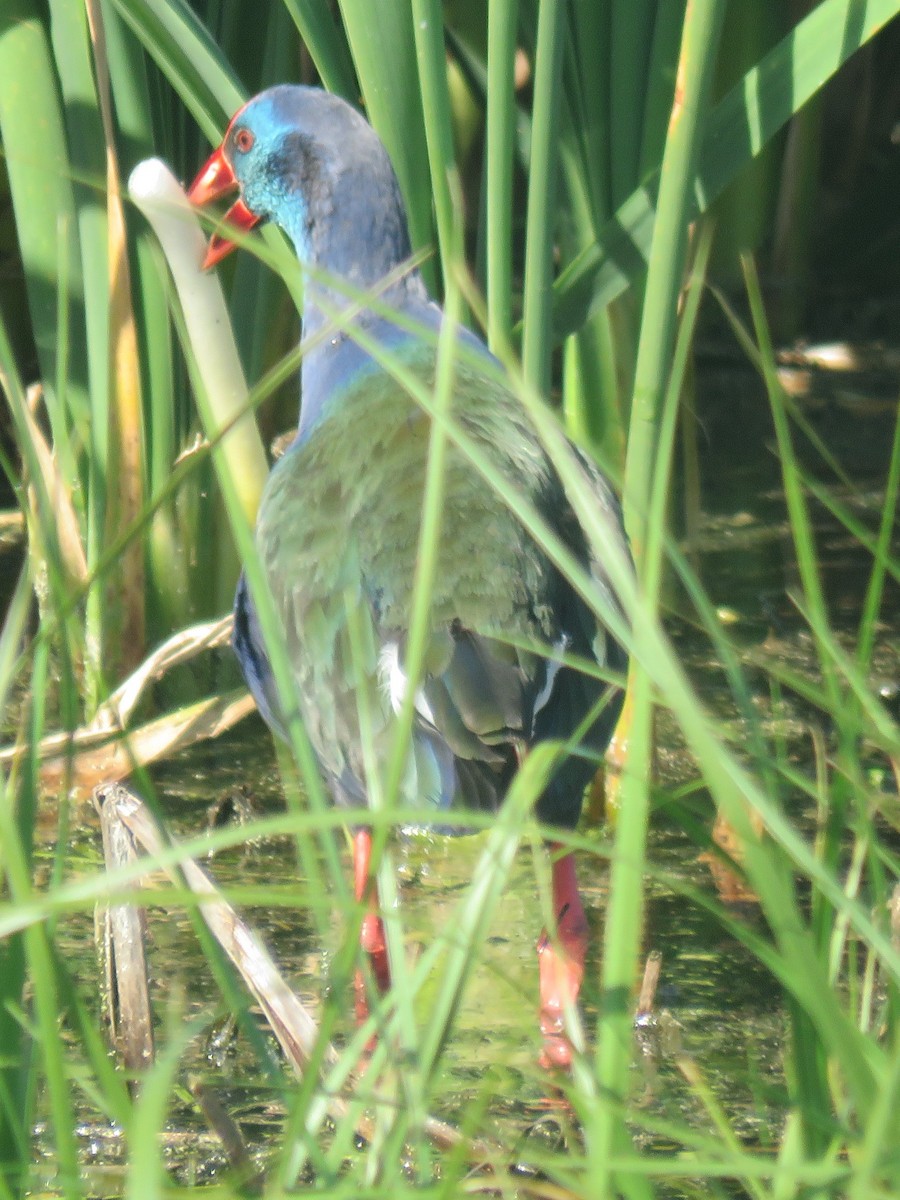 African Swamphen - ML623190758