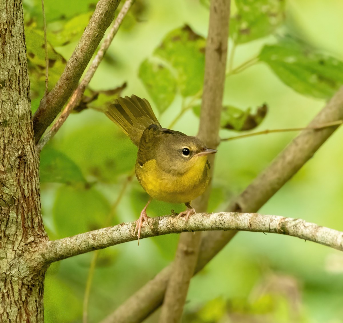 Mourning Warbler - ML623190829