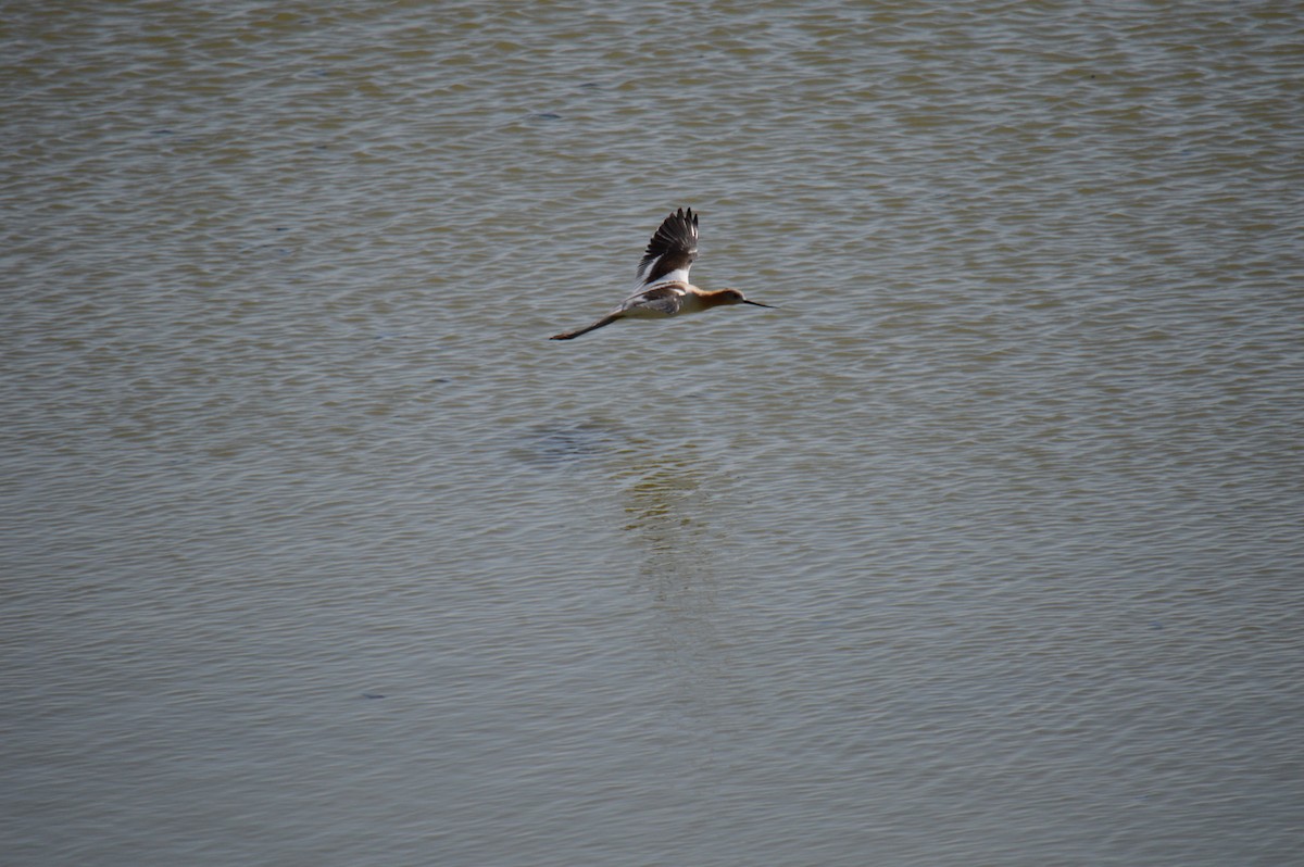 Avoceta Americana - ML623190851