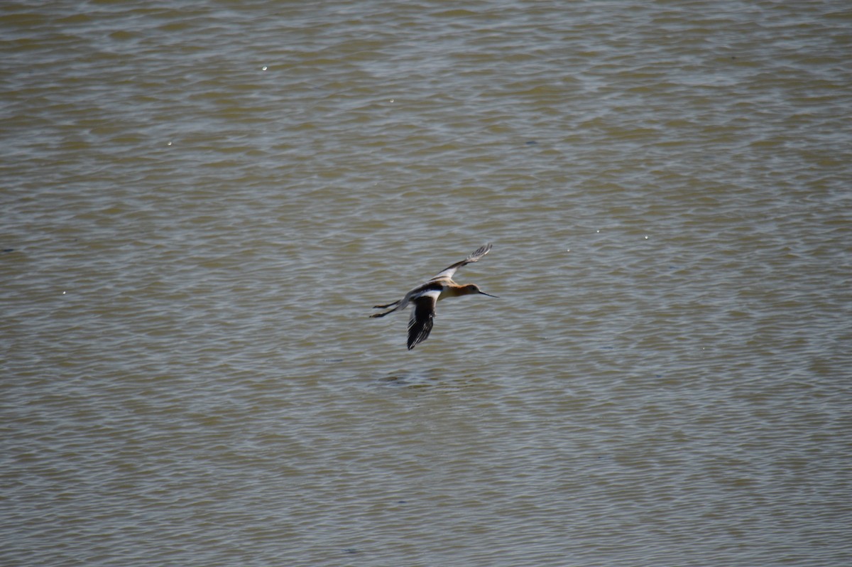 Avoceta Americana - ML623190861