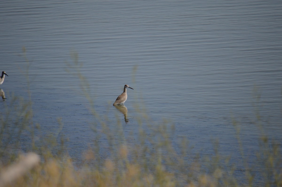 Willet - Nancy Lance