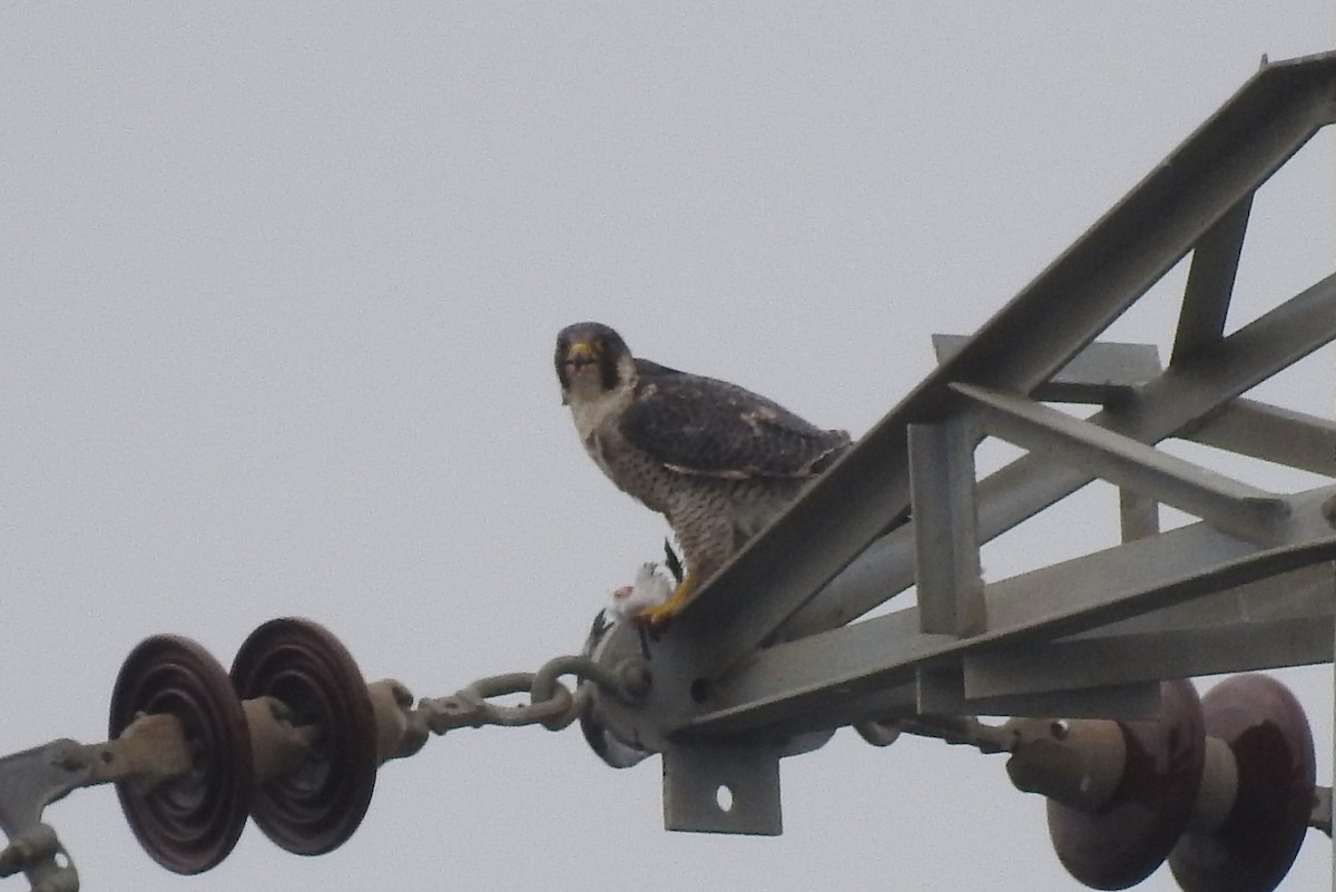 Halcón Peregrino - ML623190912