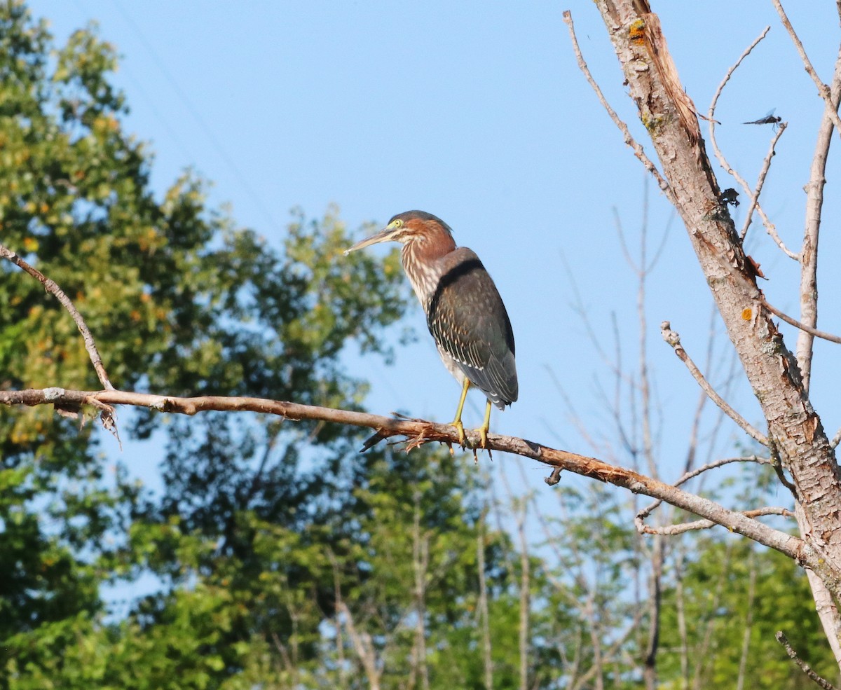 Green Heron - ML623190926