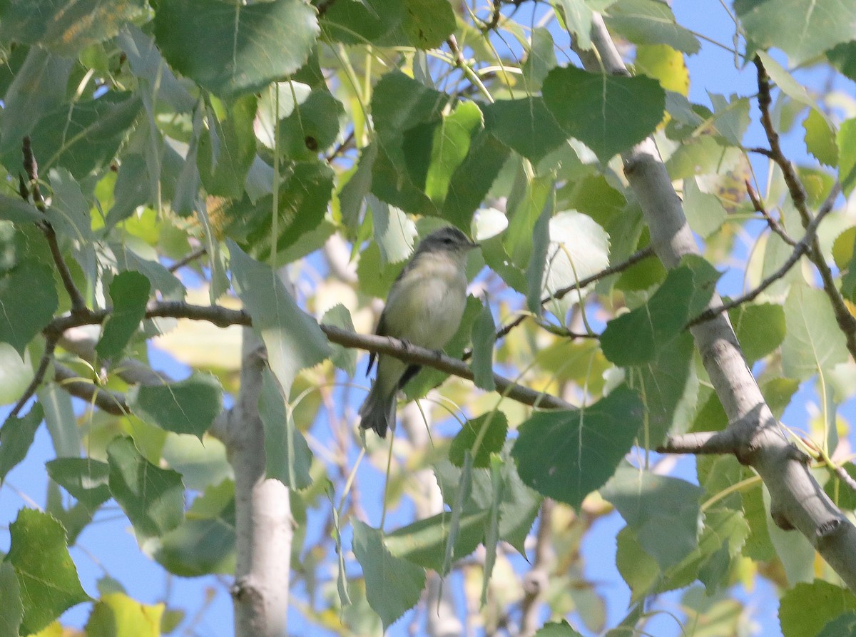 Warbling Vireo - ML623190937