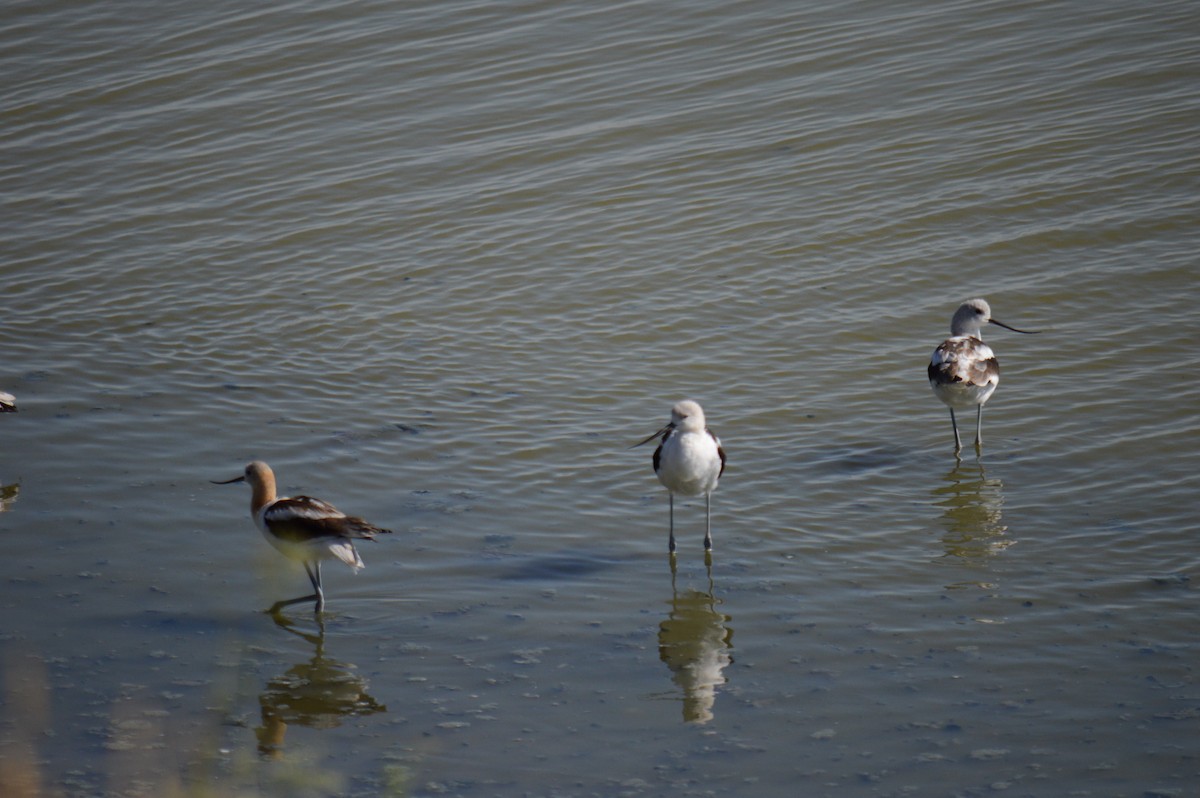 American Avocet - Nancy Lance