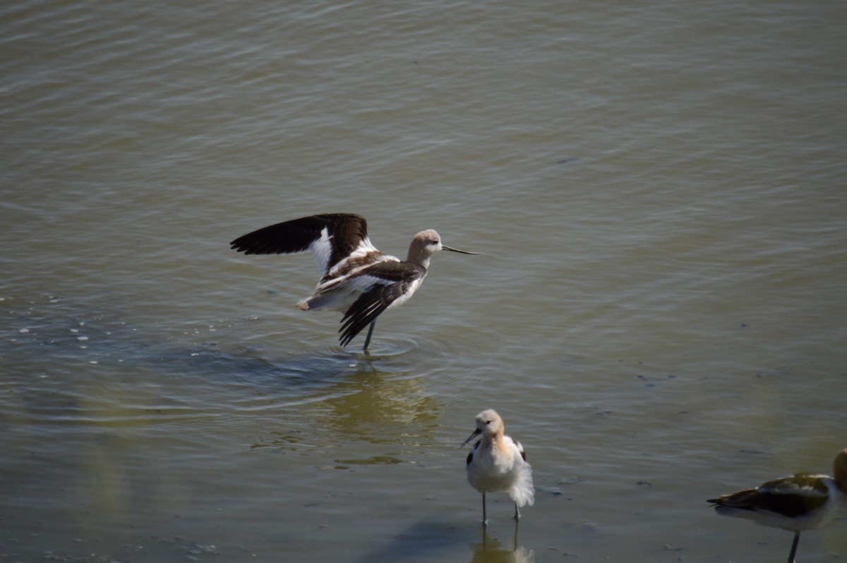 Avoceta Americana - ML623190951