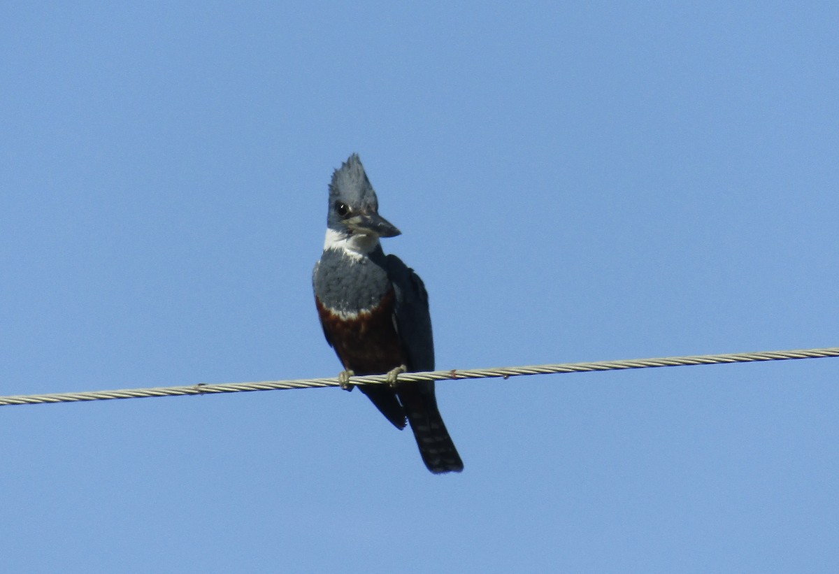 Ringed Kingfisher - ML623190956