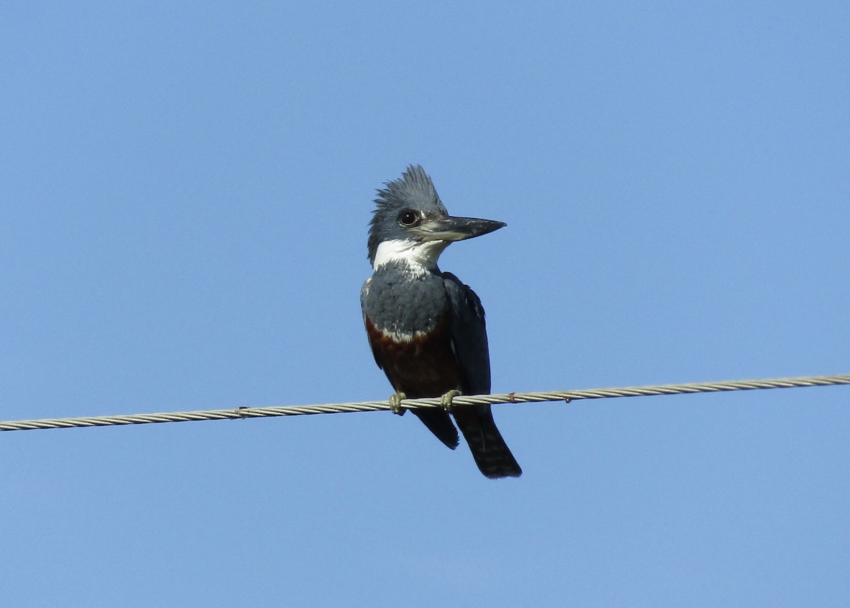 Martin-pêcheur à ventre roux - ML623190957