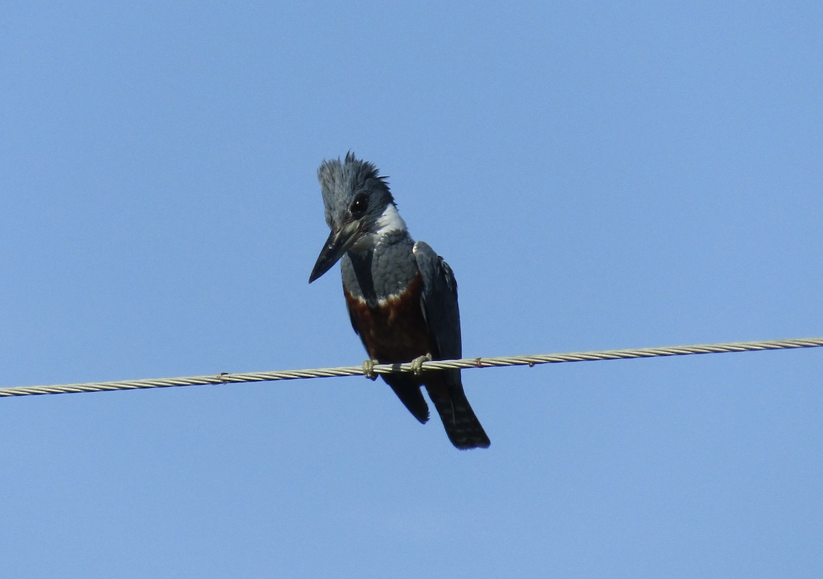 Ringed Kingfisher - ML623190958