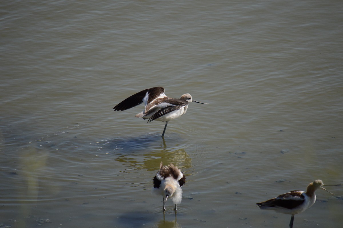 Avoceta Americana - ML623190960