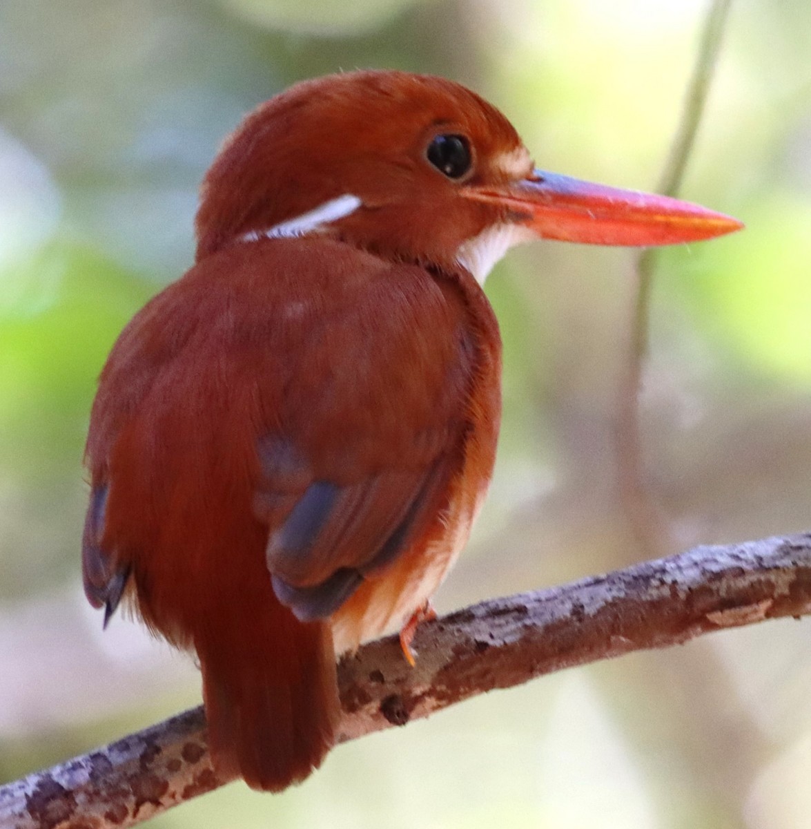 Madagascar Pygmy Kingfisher - ML623191012