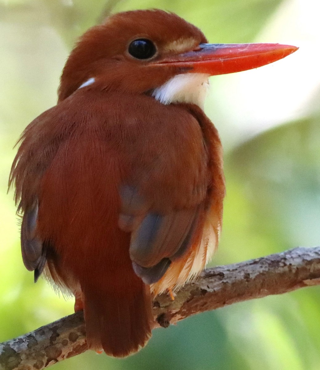 Madagascar Pygmy Kingfisher - ML623191016