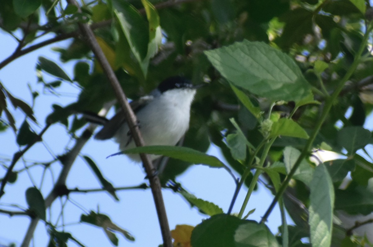 White-lored Gnatcatcher - ML623191040