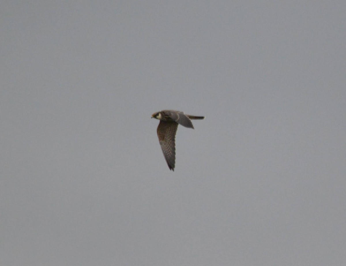 Eurasian Hobby - Isaac West