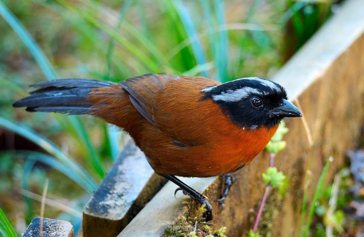 Tanager Finch - ML623191114