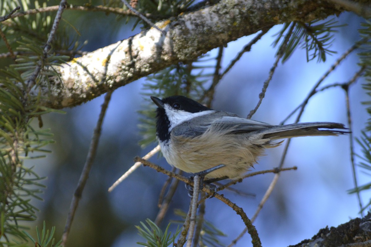 Black-capped Chickadee - ML623191145