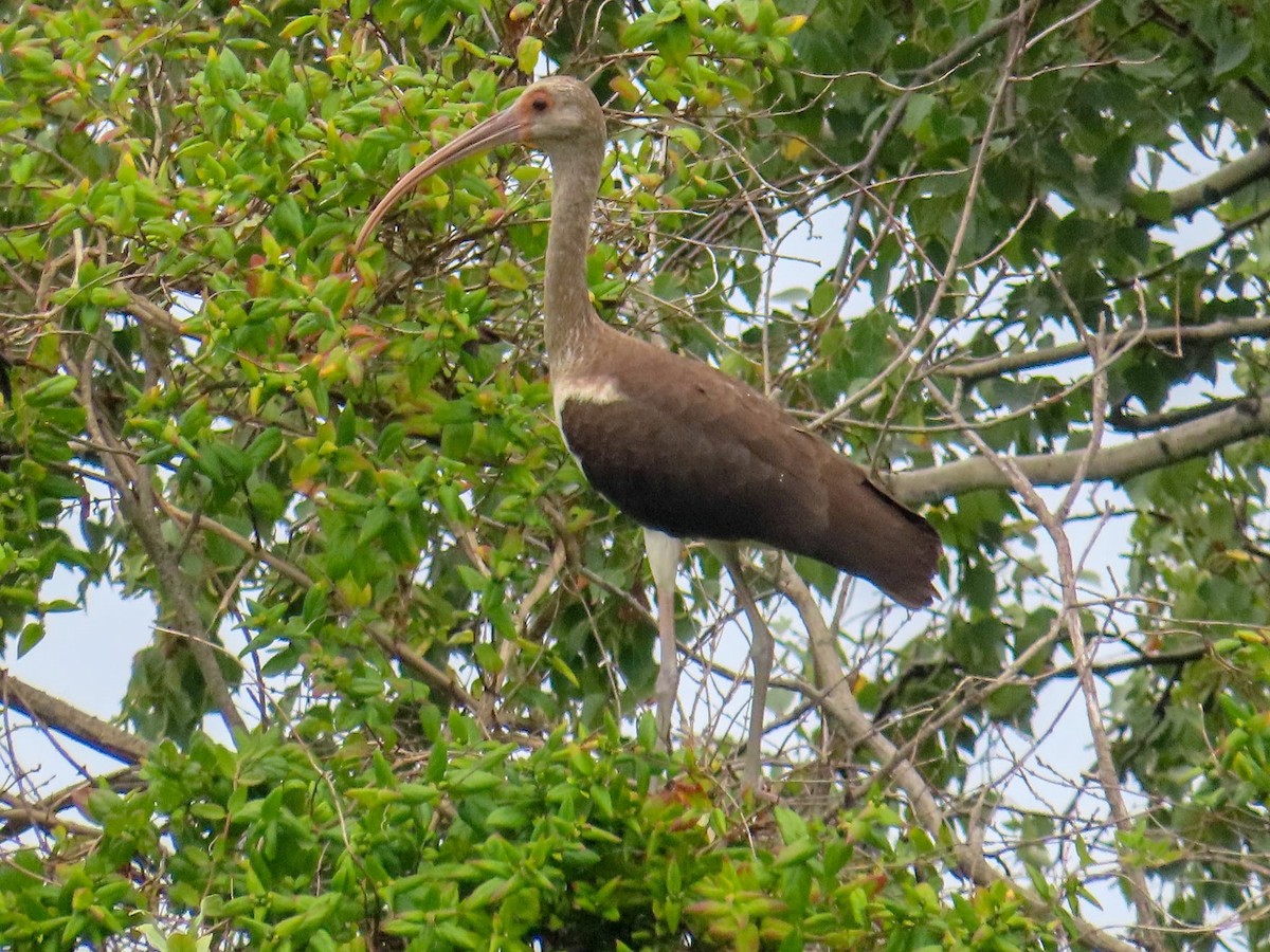 White Ibis - ML623191167