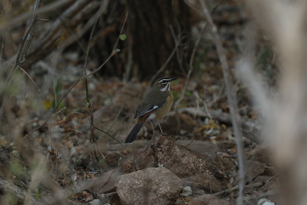 Bearded Scrub-Robin - Aurélie  Jambon