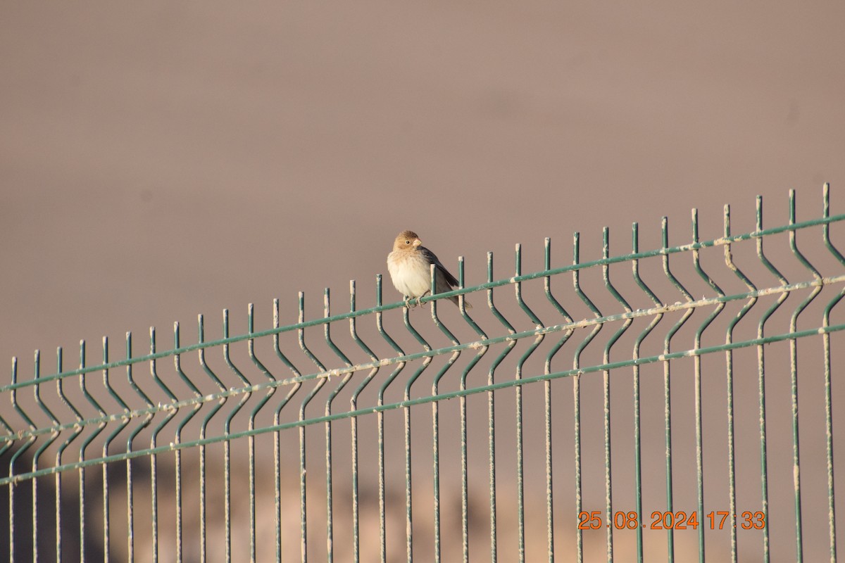 Chestnut-throated Seedeater - ML623191369