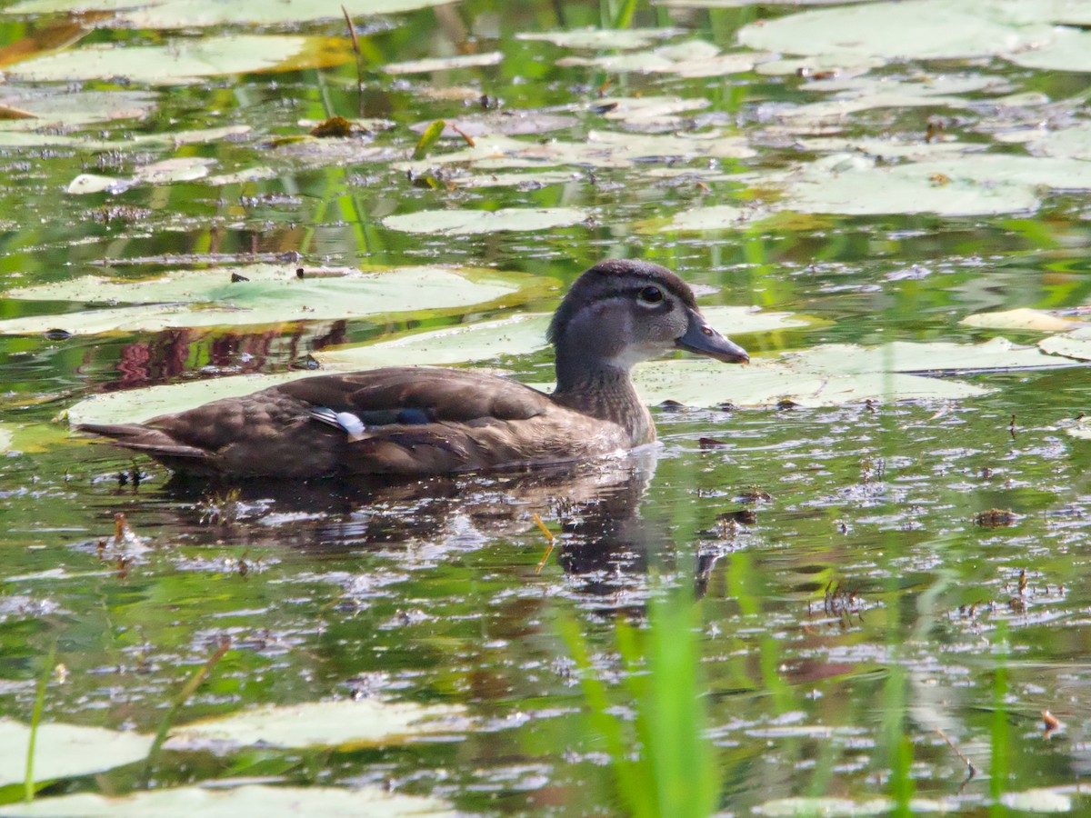 Pato Joyuyo - ML623191402