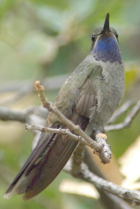 kolibřík blankytohrdlý - ML62319151
