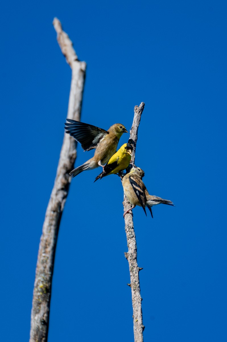 American Goldfinch - ML623191516