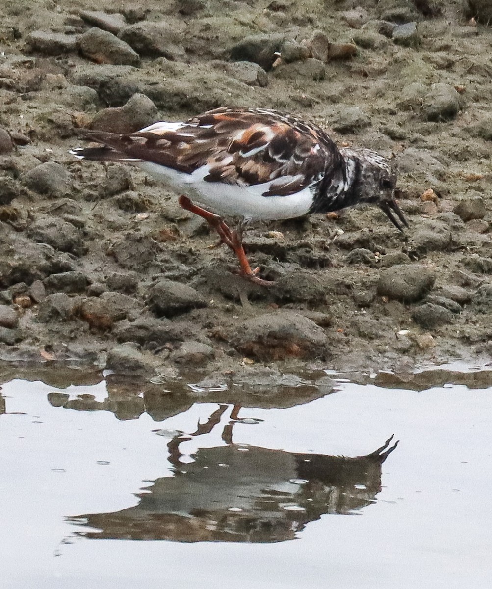 Ruddy Turnstone - ML623191540