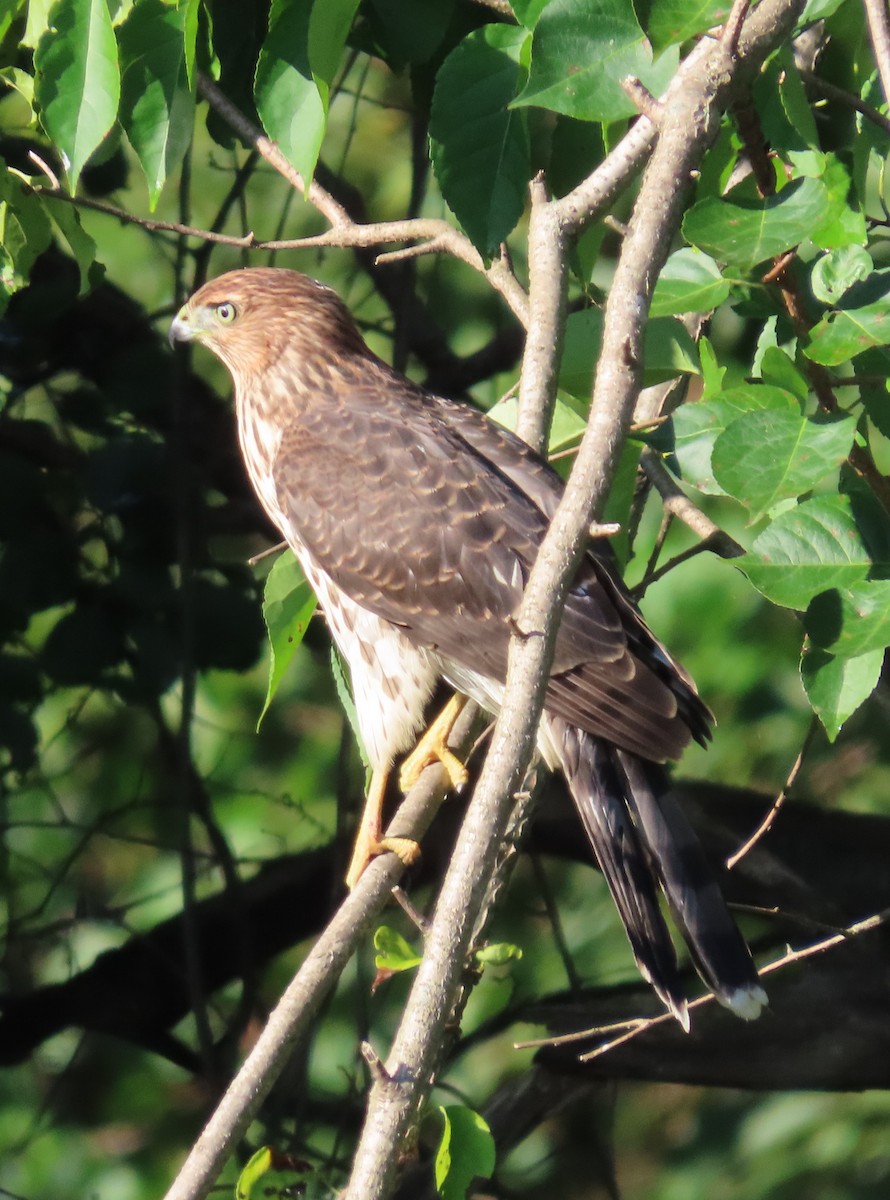 Cooper's Hawk - ML623191553