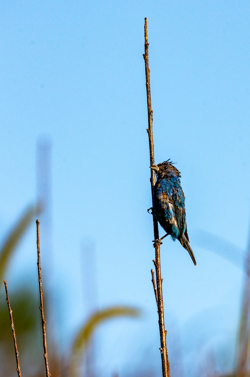 Indigo Bunting - ML623191556