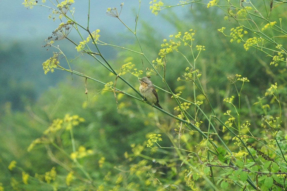 Eurasian Wryneck - ML623191557