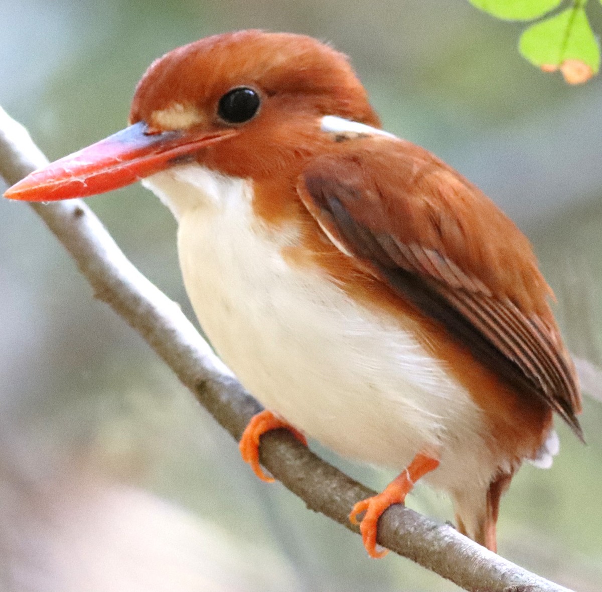 Madagascar Pygmy Kingfisher - ML623191594