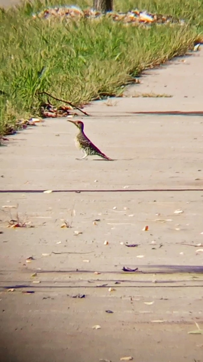 Northern Flicker - ML623191667