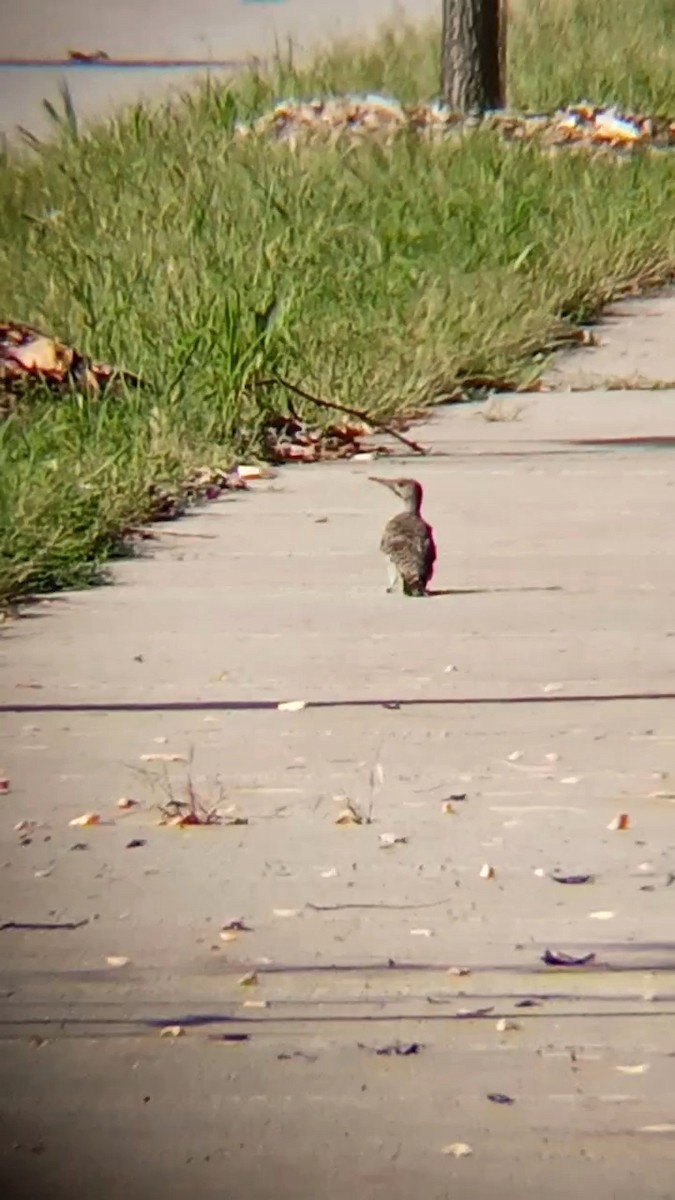 Northern Flicker - Laurent Pascual-Le Tallec