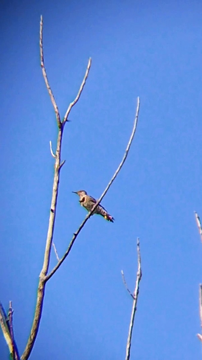 Northern Flicker - ML623191670