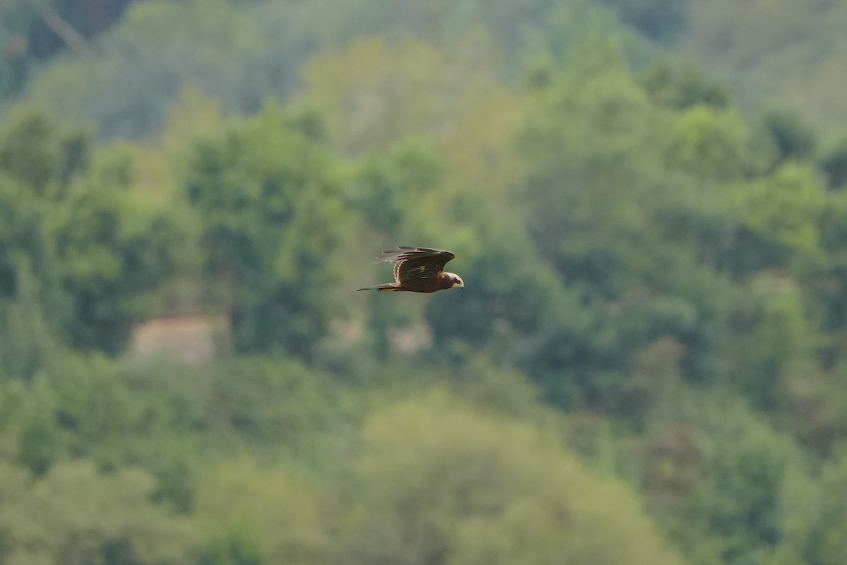 Western Marsh Harrier - ML623191672