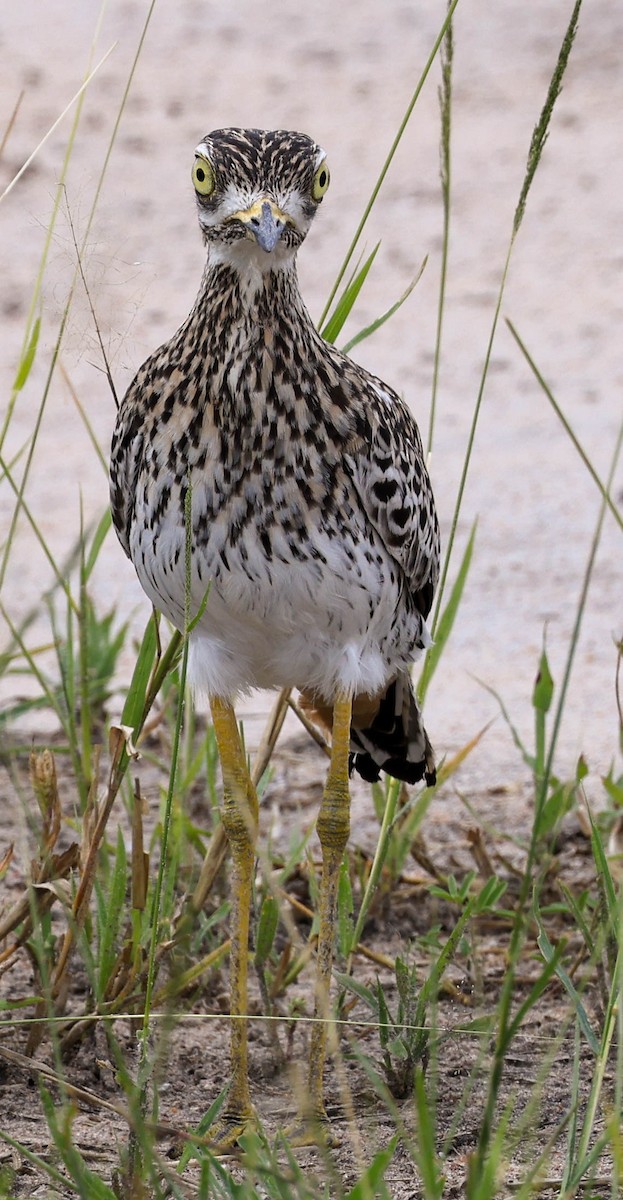 Spotted Thick-knee - ML623191700