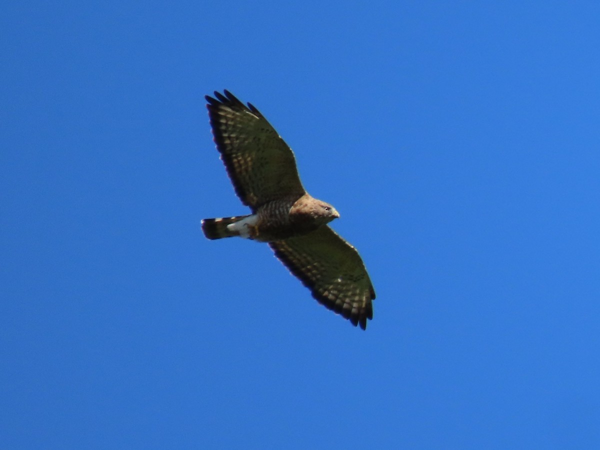 Broad-winged Hawk - ML623191707