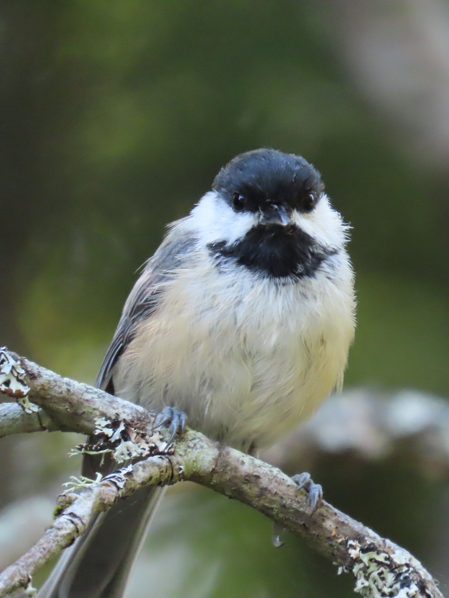 Black-capped Chickadee - ML623191730