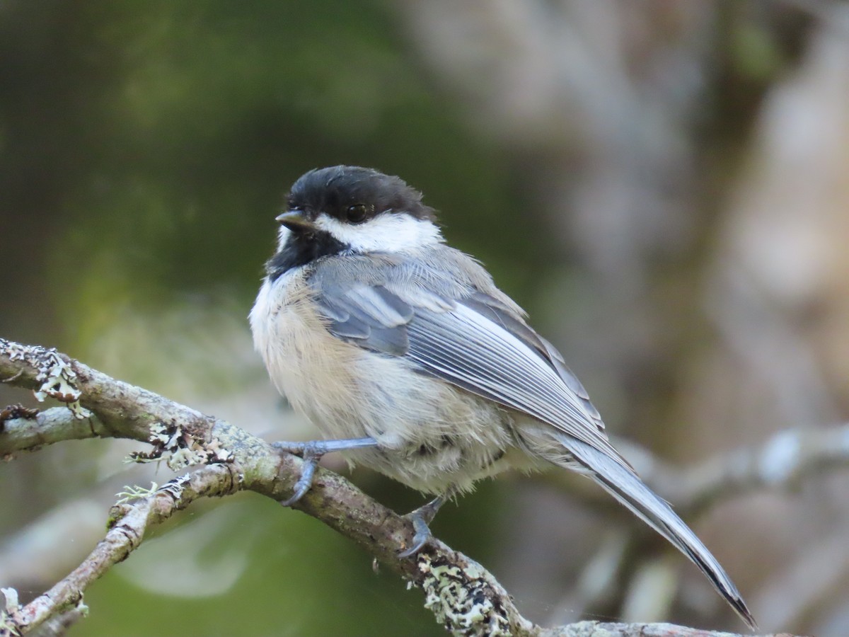 Black-capped Chickadee - ML623191732